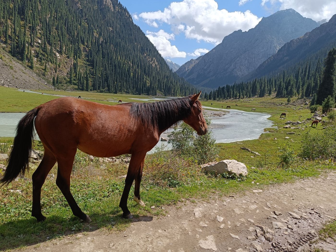 A brown horse standing beside a river in a green mountain valley